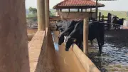 Silagem de milho garante nutrição do gado na estiagem em SP