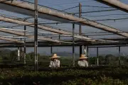 Suzano conclui compra de 51% da Arbex por US$ 1,3 bilhão