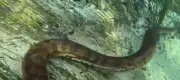 Turistas mergulham ao lado de sucuri gigante em Bonito